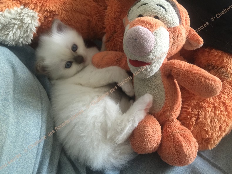 CHATONS 2015-09-16-17h34