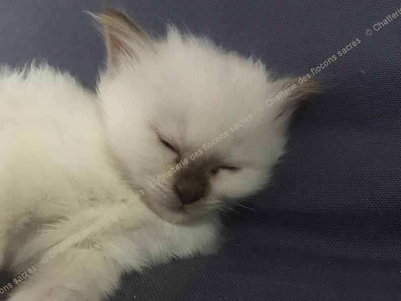CHATONS 2015-09-17-20h51-2