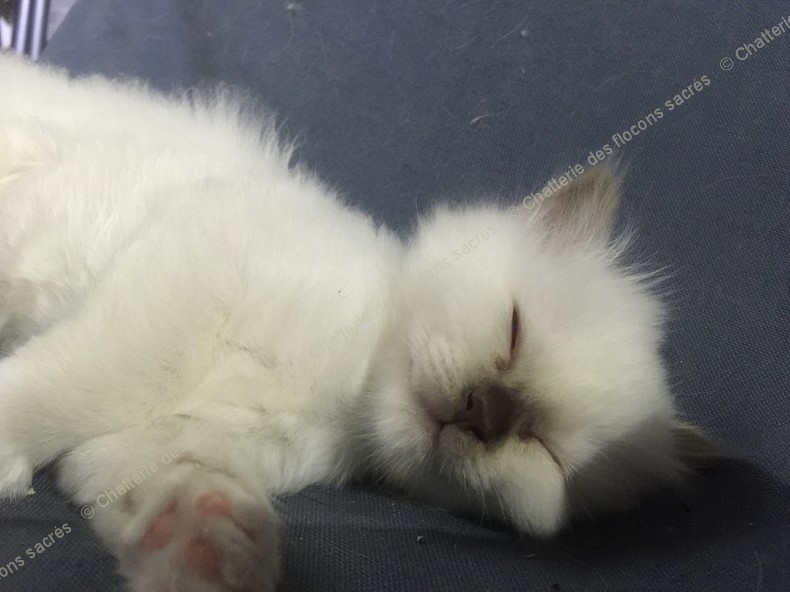 CHATONS 2015-09-21-20h51