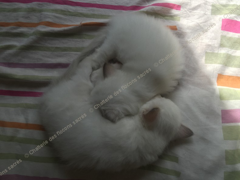 CHATONS 2015-09-26-12h55-1