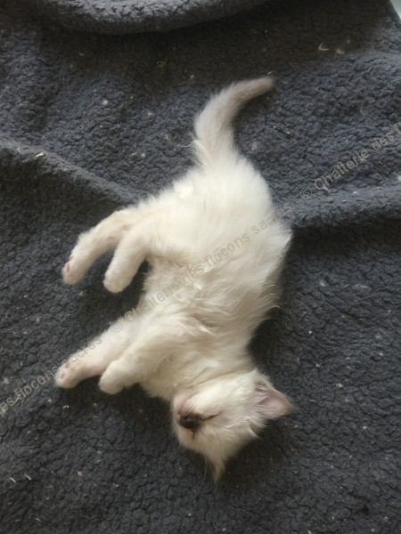 CHATONS 2015-09-27-09h50