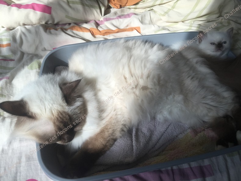 CHATONS 2015-09-27-15h56-2