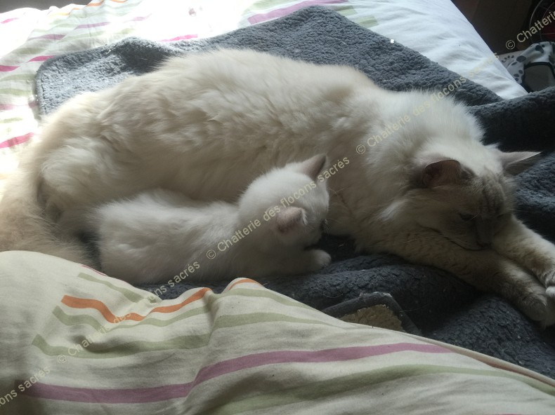 CHATONS 2015-09-27-15h57