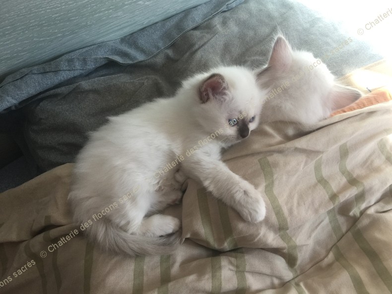 CHATONS 2015-09-30-16h34