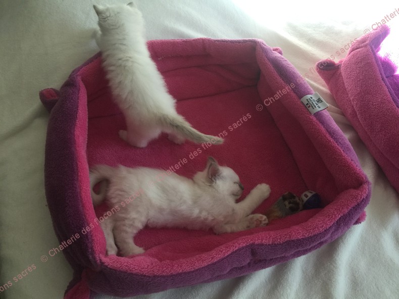 CHATONS 2015-09-30-16h39