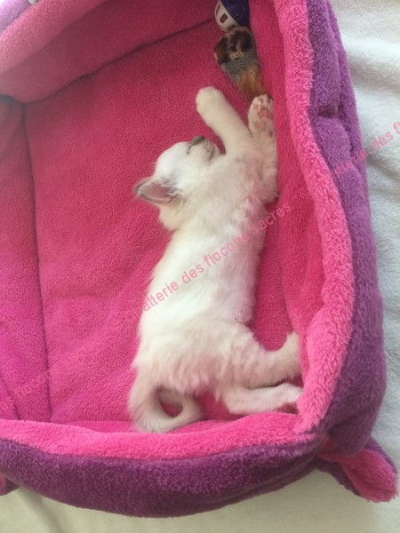 CHATONS 2015-09-30-16h40
