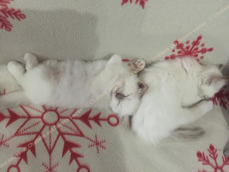 CHATONS 2015-09-30-19h43-1