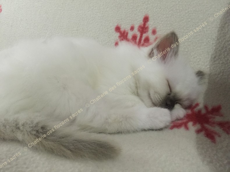 CHATONS 2015-09-30-19h43-2