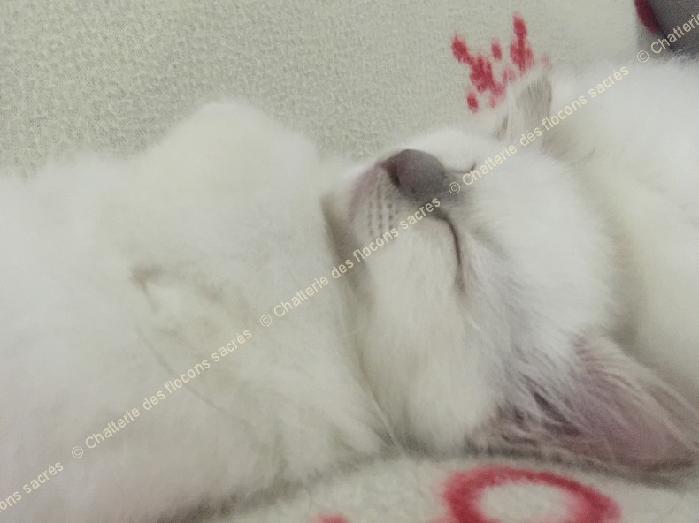 CHATONS 2015-09-30-19h43-3