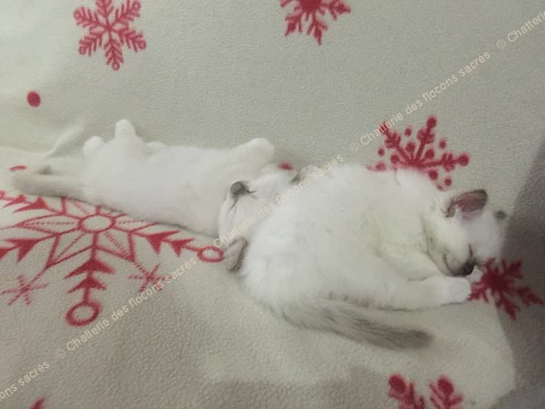 CHATONS 2015-09-30-19h43