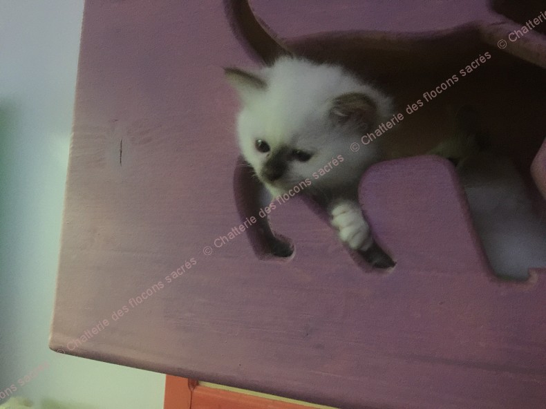 CHATONS 2015-10-02-20h51