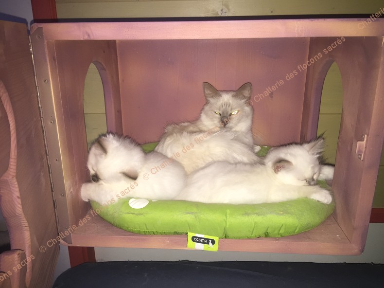 CHATONS 2015-10-02-20h52-1