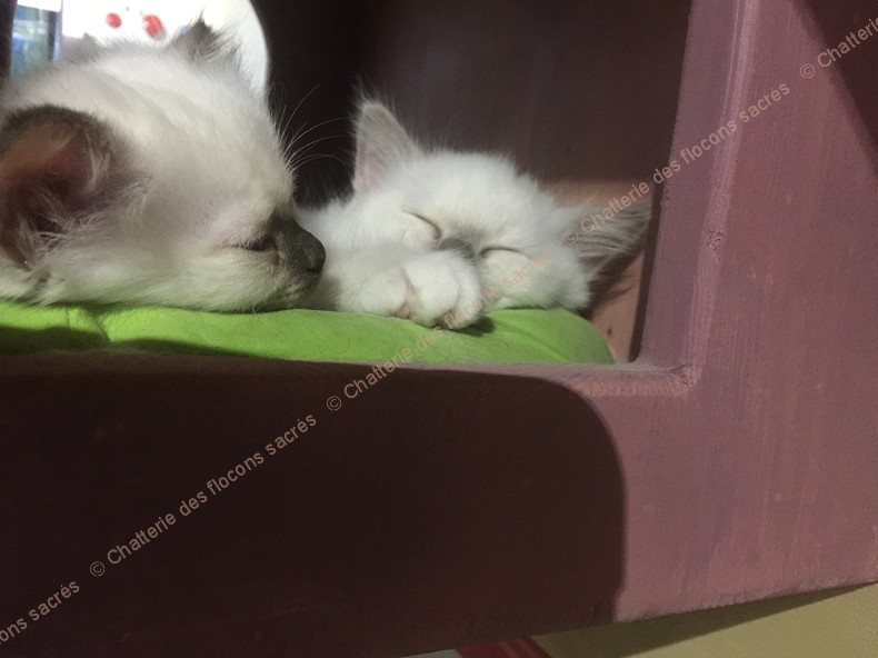 CHATONS 2015-10-06-19h14