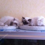 Cocoon Chataigne