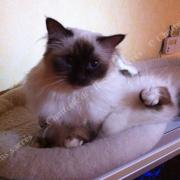 Chataigne