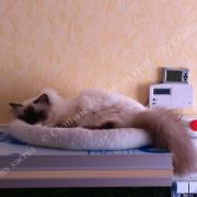 Chataigne