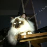 Chataigne