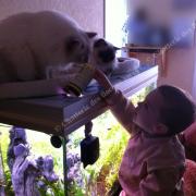 Cocoon Chataigne et notre fils