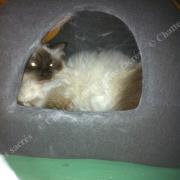 Chataigne