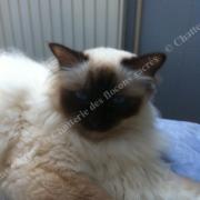 Chataigne