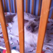 Cocoon