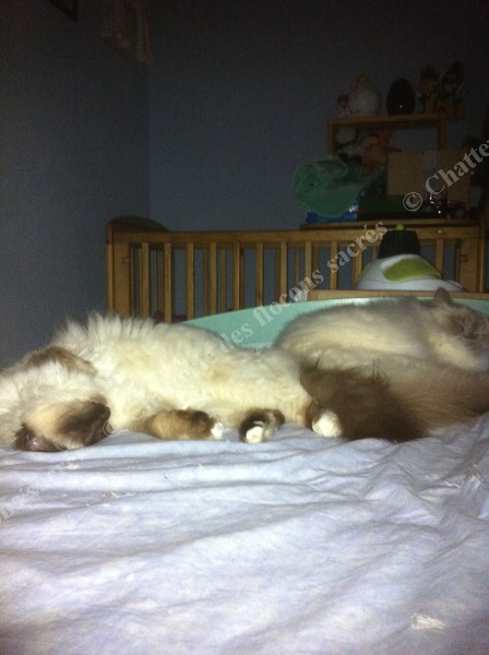 Chataigne Cocoon