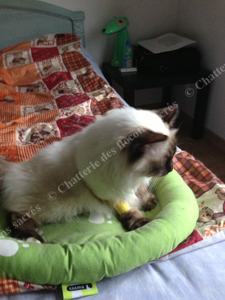 Chataigne Malade