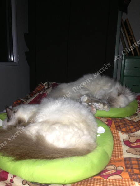Chataigne Cocoon