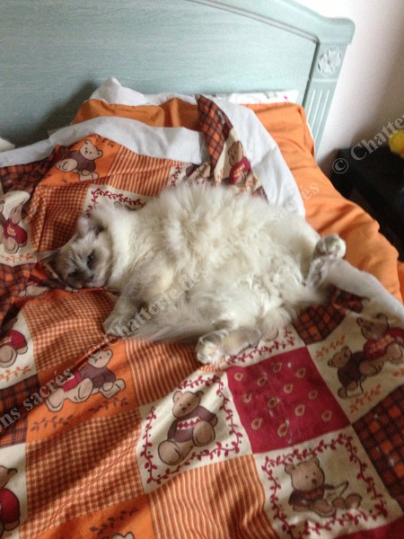 Cocoon