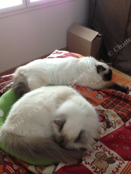 Chataigne Cocoon