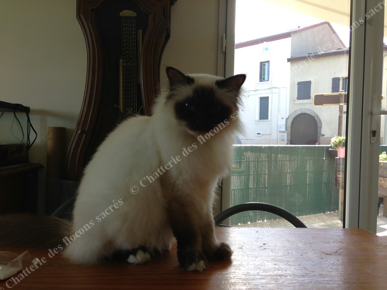 Chataigne