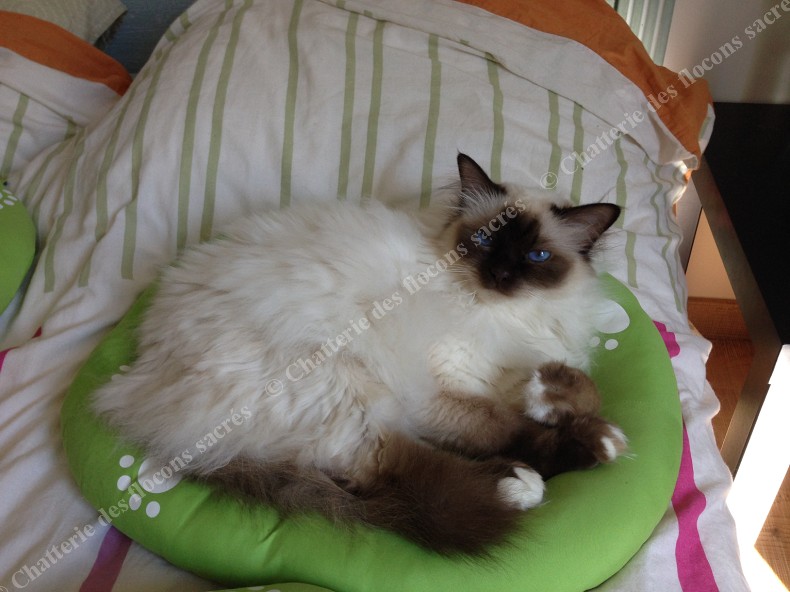 Chataigne